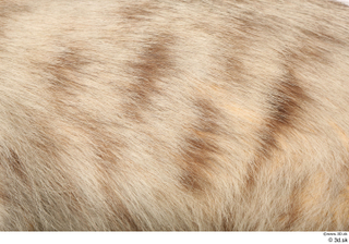 Striped Hyena Hyaena hyaena back fur 0002.jpg